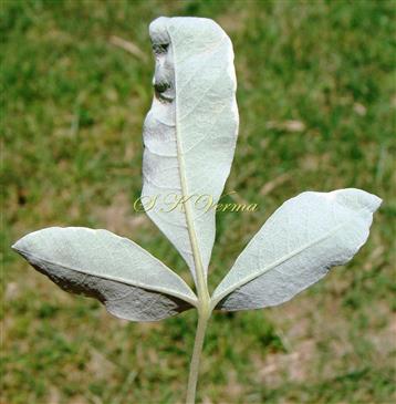  Leaf (Abaxial view)